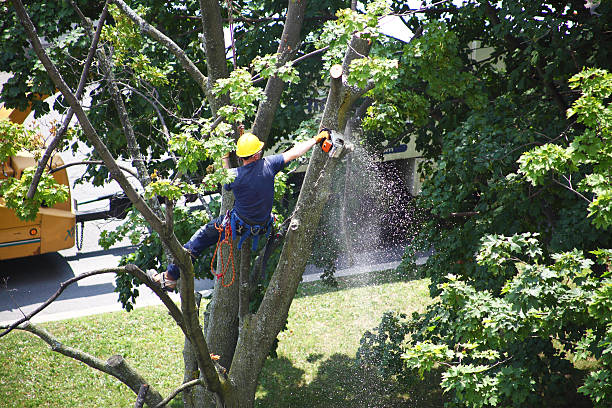 Blue Mound, IL Tree Care Company