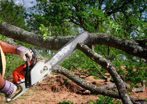 How Our Tree Care Process Works  in  Blue Mound, IL